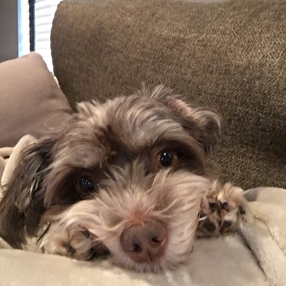 Meet your Posher, Nicole - Picture 1 of 1